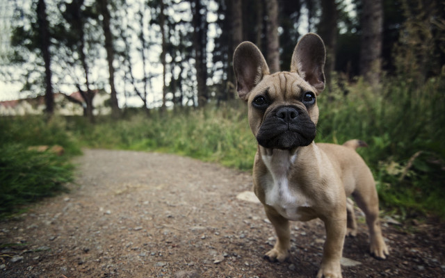 Small dog woods dirt road free wallpaper for desktop - medium preview image