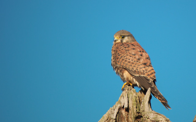 Bird owl branch blue sky free wallpaper for desktop - medium preview image