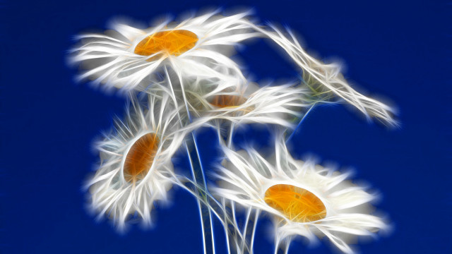 White flowers orange centers blue free wallpaper for desktop - medium preview image
