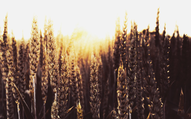 Field tall grass sunshine autumn free wallpaper for desktop - medium preview image