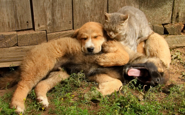 Cat dog furry art award free wallpaper for desktop - medium preview image