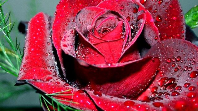 Red rose water droplets gothic #5 free wallpaper for desktop - medium preview image