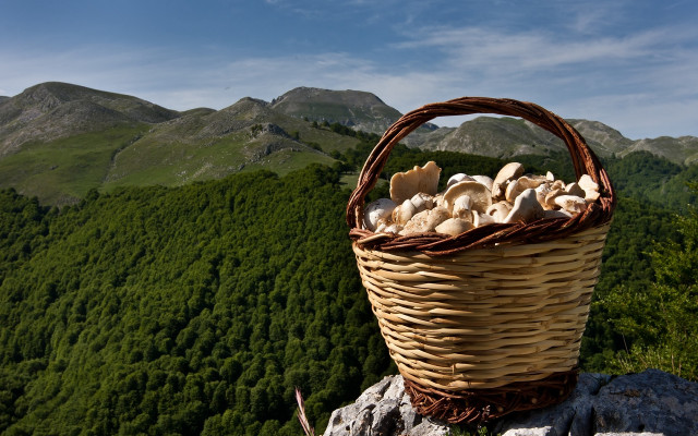 Mushroom basket rock mountains forest free wallpaper for desktop - medium preview image
