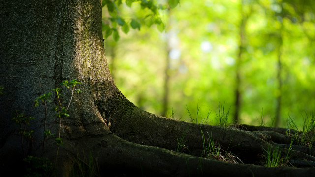 Exposed tree roots forest green free wallpaper for desktop - medium preview image