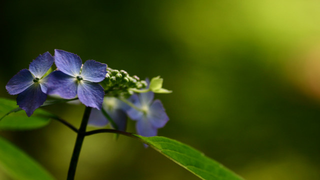 Blue flower green leaves blurry free wallpaper for desktop - medium preview image