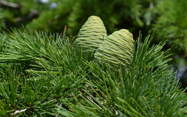 Pine needle closeup blue sky free wallpaper for desktop - medium preview image