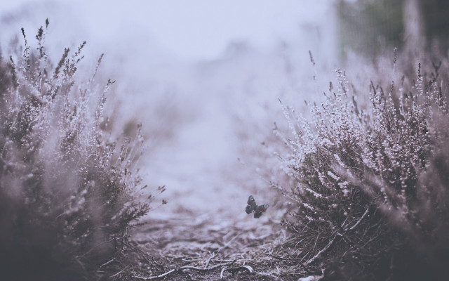 Bird branch fog forest butterfly free wallpaper for desktop - medium preview image