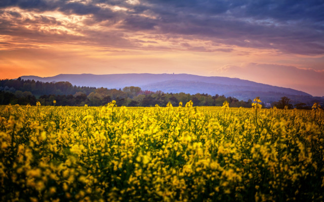 Yellow flowers mountain sunset clouds free wallpaper for desktop - medium preview image