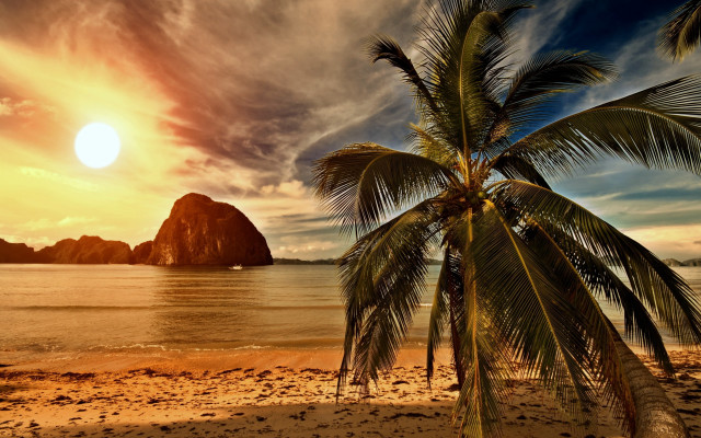 Palm tree beach sunset rock free wallpaper for desktop - medium preview image