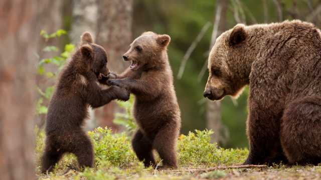 Three brown bears playing woods #2 free wallpaper for desktop - medium preview image