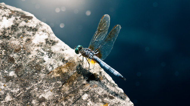 Dragonfly lake sunshine macro photography free wallpaper for desktop - medium preview image