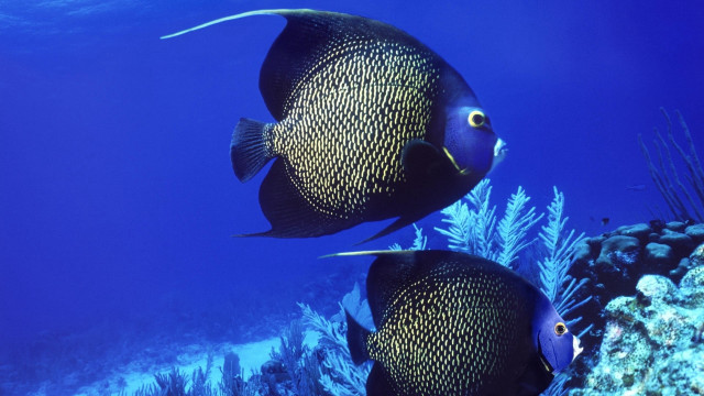 Black fish coral reef blue free wallpaper for desktop - medium preview image