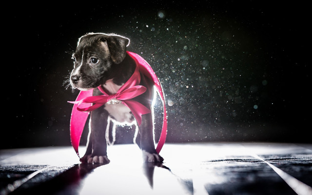 Dog pink ribbon floor hologram free wallpaper for desktop - medium preview image