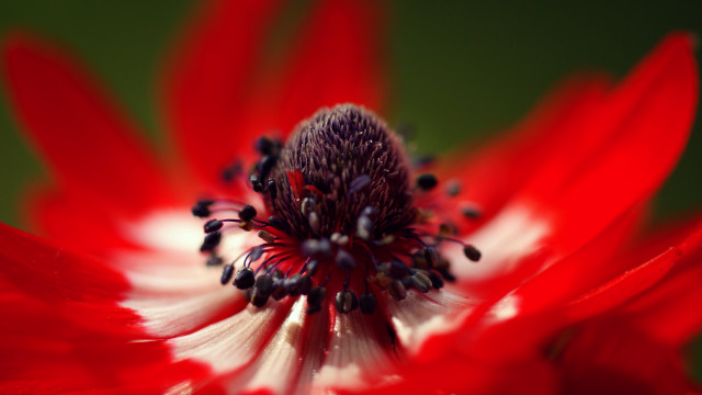 Red spider lily macro blurry free wallpaper for desktop - medium preview image