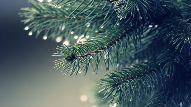 Pine needle water droplets blurry #2 free wallpaper for desktop - medium preview image