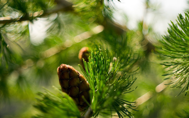 Pine cone branch green needles #2 free wallpaper for desktop - medium preview image