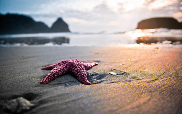 Starfish beach sunset rocks ocean free wallpaper for desktop - medium preview image