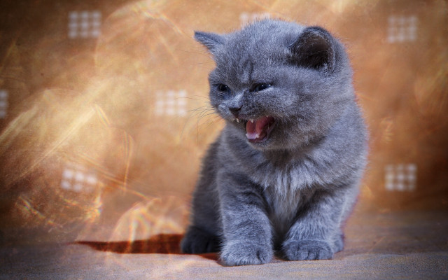 Small gray kitten yellow background free wallpaper for desktop - medium preview image