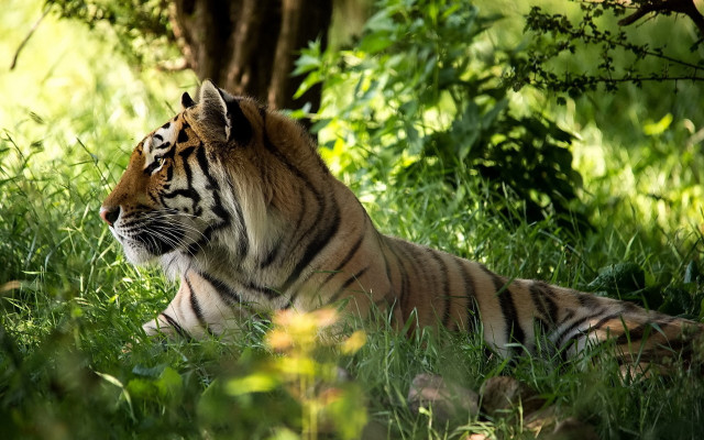 Tiger lying in grass bushes free wallpaper for desktop - medium preview image