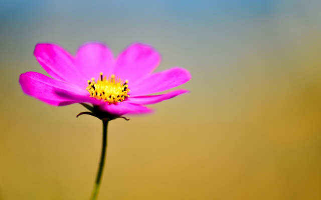 Pink flower yellow center grass #3 free wallpaper for desktop - medium preview image