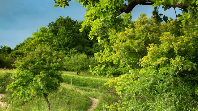 Dirt path forest trees grass free wallpaper for desktop - medium preview image