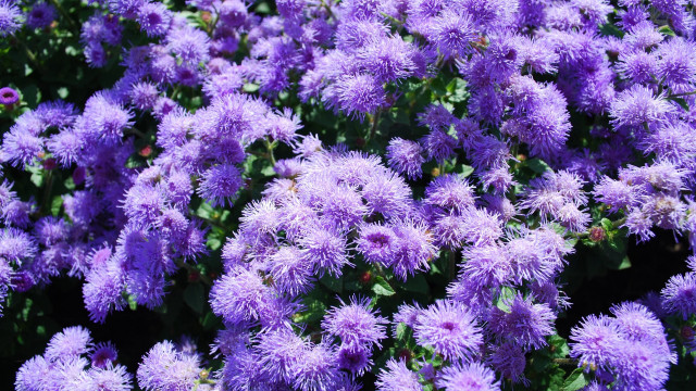 Purple flower garden macro nature free wallpaper for desktop - medium preview image