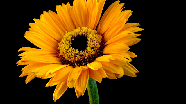 Yellow sunflower dionisius fireworks 3d free wallpaper for desktop - medium preview image