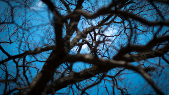 Bare tree blue sky autumn free wallpaper for desktop - medium preview image