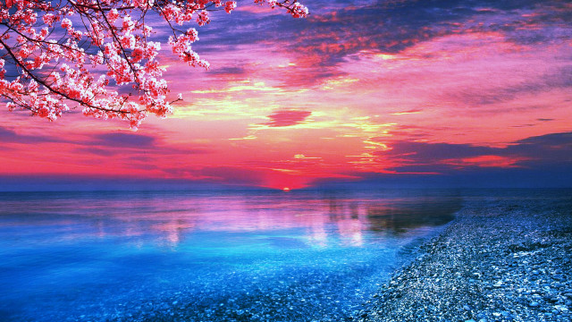 Sunset ocean pink tree magic free wallpaper for desktop - medium preview image