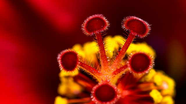 Red yellow flower macro abstract free wallpaper for desktop - medium preview image