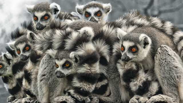 Small animals rock wall steam free wallpaper for desktop - medium preview image