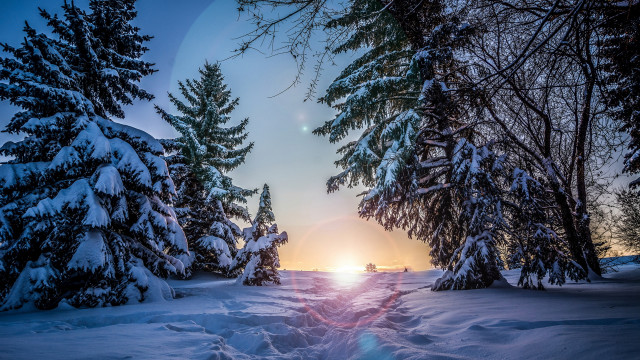 Snowy path forest sunset trees free wallpaper for desktop - medium preview image