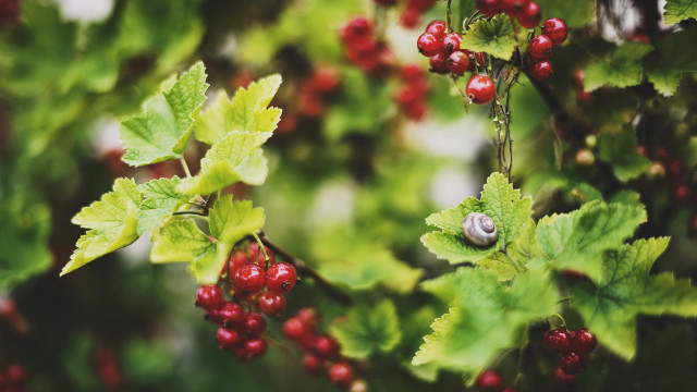 Berry branch snout bokeh nature free wallpaper for desktop - medium preview image