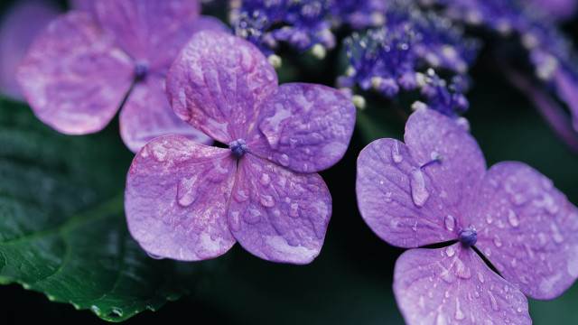 Purple flower water droplets macro #9 free wallpaper for desktop - medium preview image