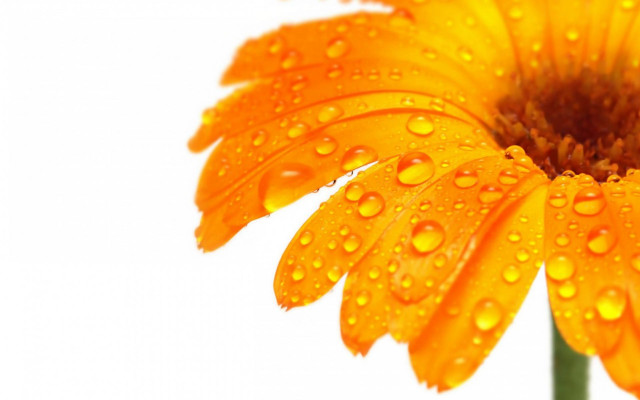 Yellow flower water droplets macro #3 free wallpaper for desktop - medium preview image