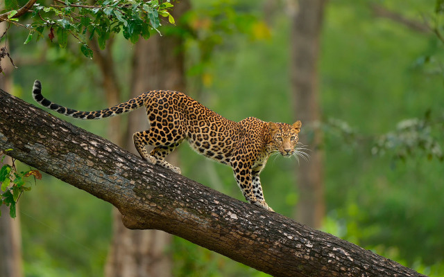 Leopard branch forest green jigsaw free wallpaper for desktop - medium preview image