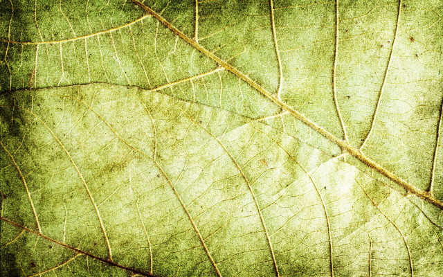 Leaf dirt border macro fence free wallpaper for desktop - medium preview image
