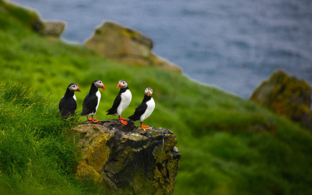 Three birds rock shore ocean free wallpaper for desktop - medium preview image
