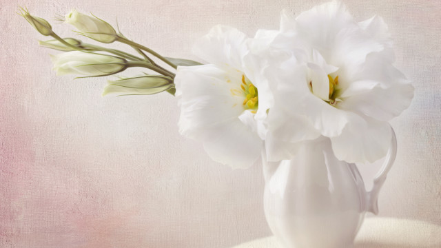 White vase white flowers pink free wallpaper for desktop - medium preview image