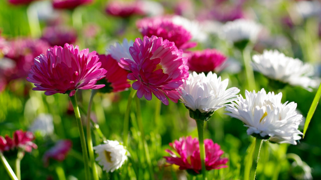 Flower field bokeh blur macro free wallpaper for desktop - medium preview image
