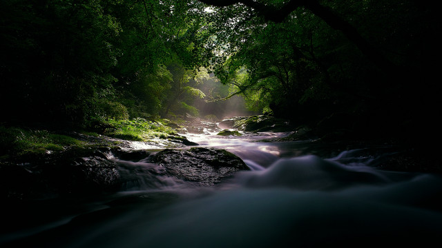 Lush forest stream rocks light free wallpaper for desktop - medium preview image