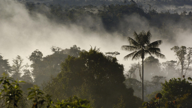 Foggy forest palm people mountains free wallpaper for desktop - medium preview image