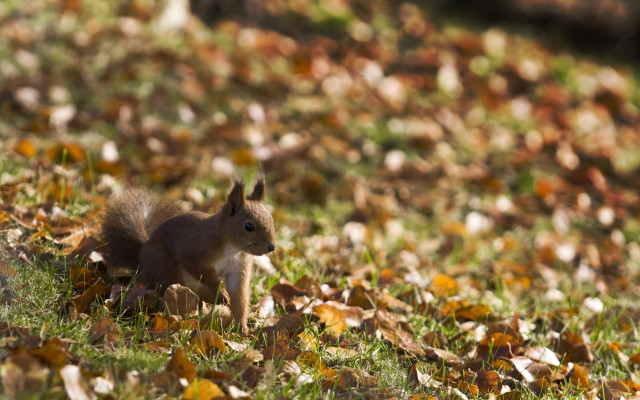 Squirrel grass leaves tree bokeh free wallpaper for desktop - medium preview image