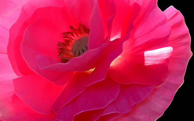 Pink flower black background white #5 free wallpaper for desktop - medium preview image