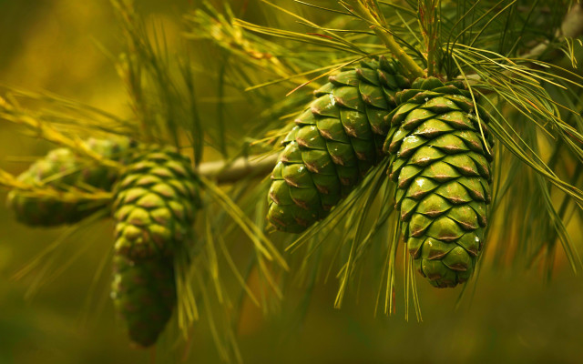 Pine cone closeup green leaves free wallpaper for desktop - medium preview image