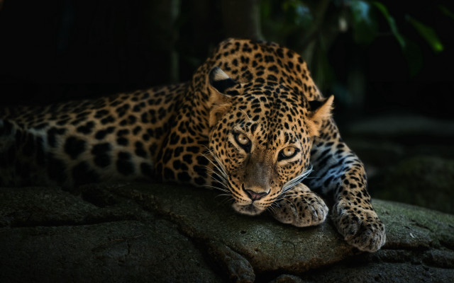 Leopard rock dark eyes closed free wallpaper for desktop - medium preview image