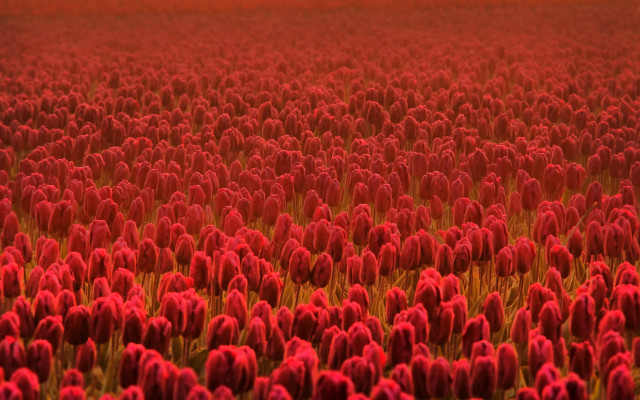 Red flower field bloom tilt free wallpaper for desktop - medium preview image