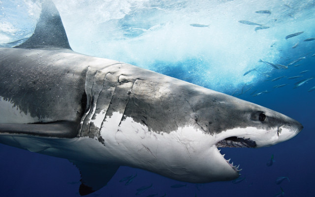 Great white shark open mouth #2 free wallpaper for desktop - medium preview image