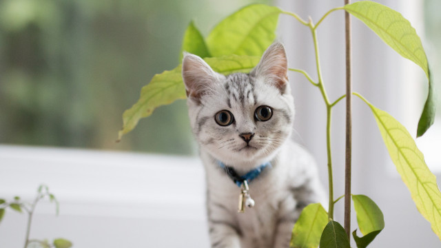 Cat plant blue collar focus #2 free wallpaper for desktop - medium preview image
