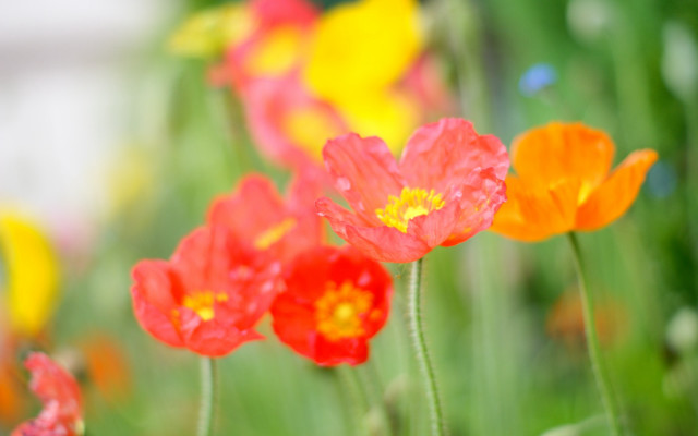 Flowers grass blurry bokeh vivid free wallpaper for desktop - medium preview image